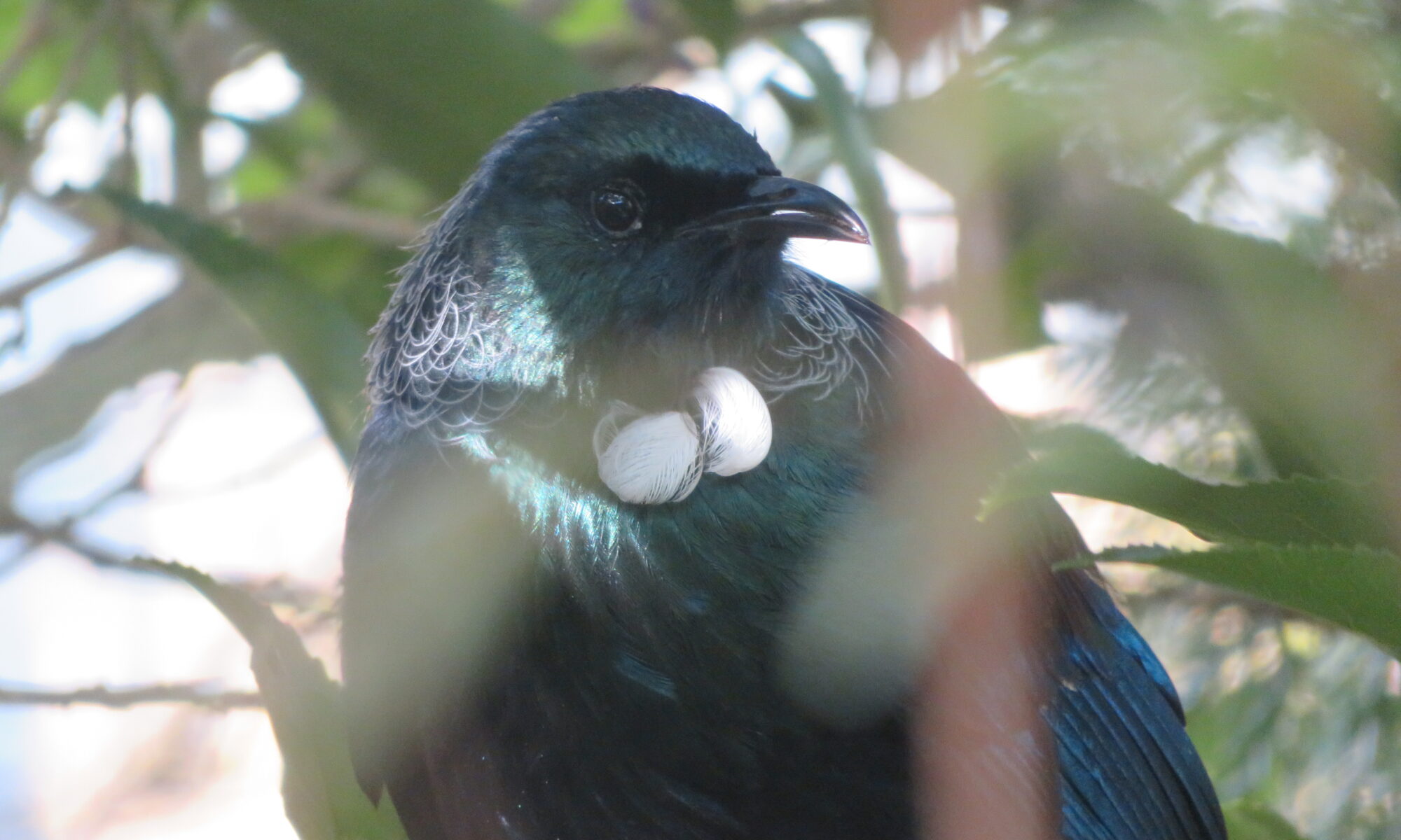 image- Tui resting in mahoe tree after drinking from water dish in a small garden