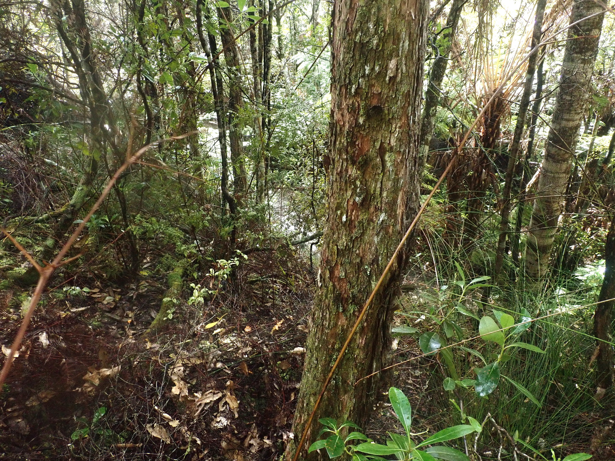 Kauri bank habitat