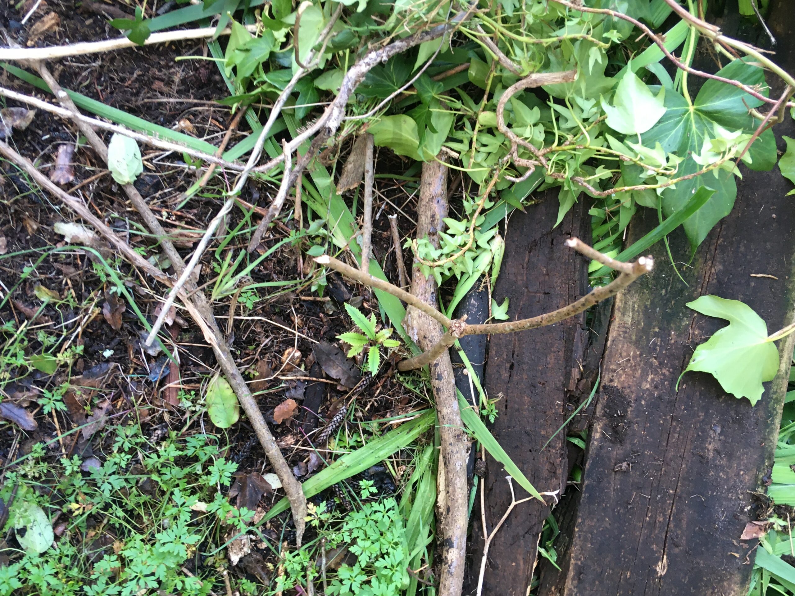 wild rewarewa seedling among cut ivy under Norfolk pine