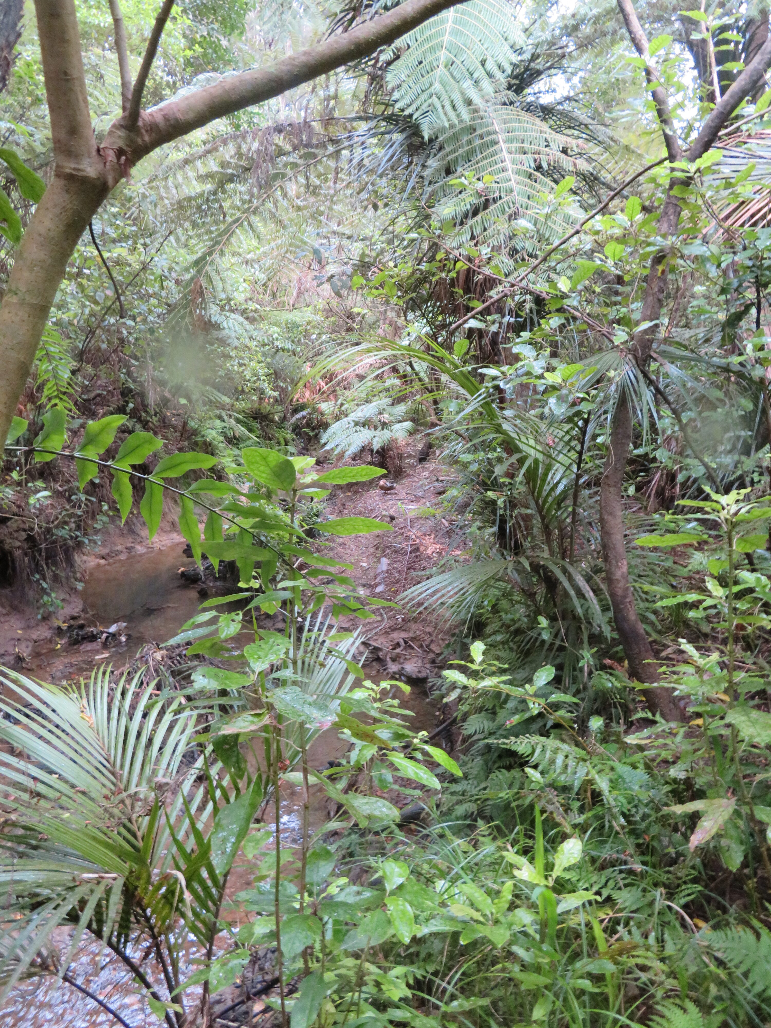 Kaipatiki Stream during chemical-free restoration by the North Shore Wilds method