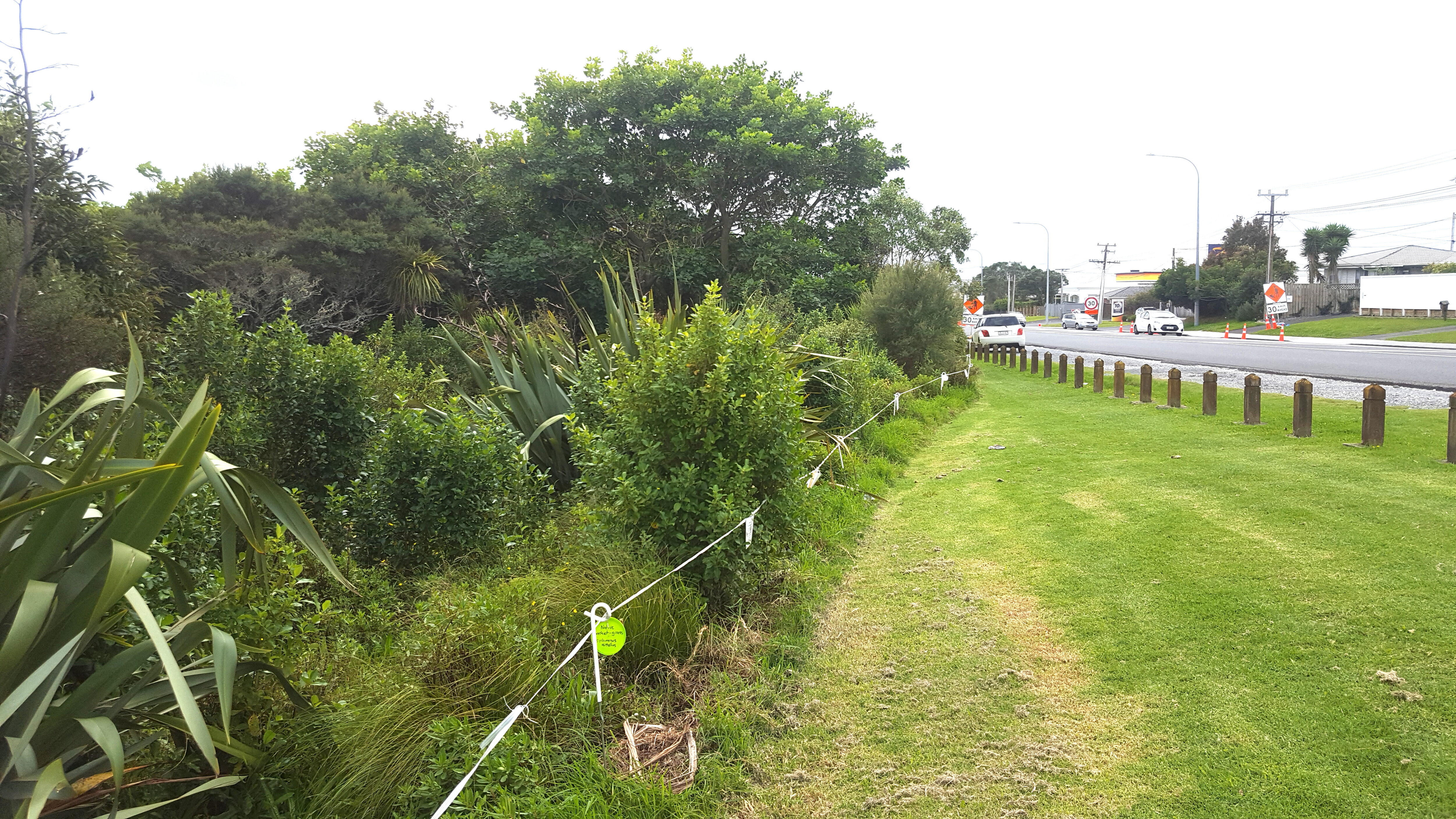 














Arena to Flame Tree kikuyu margin, North


