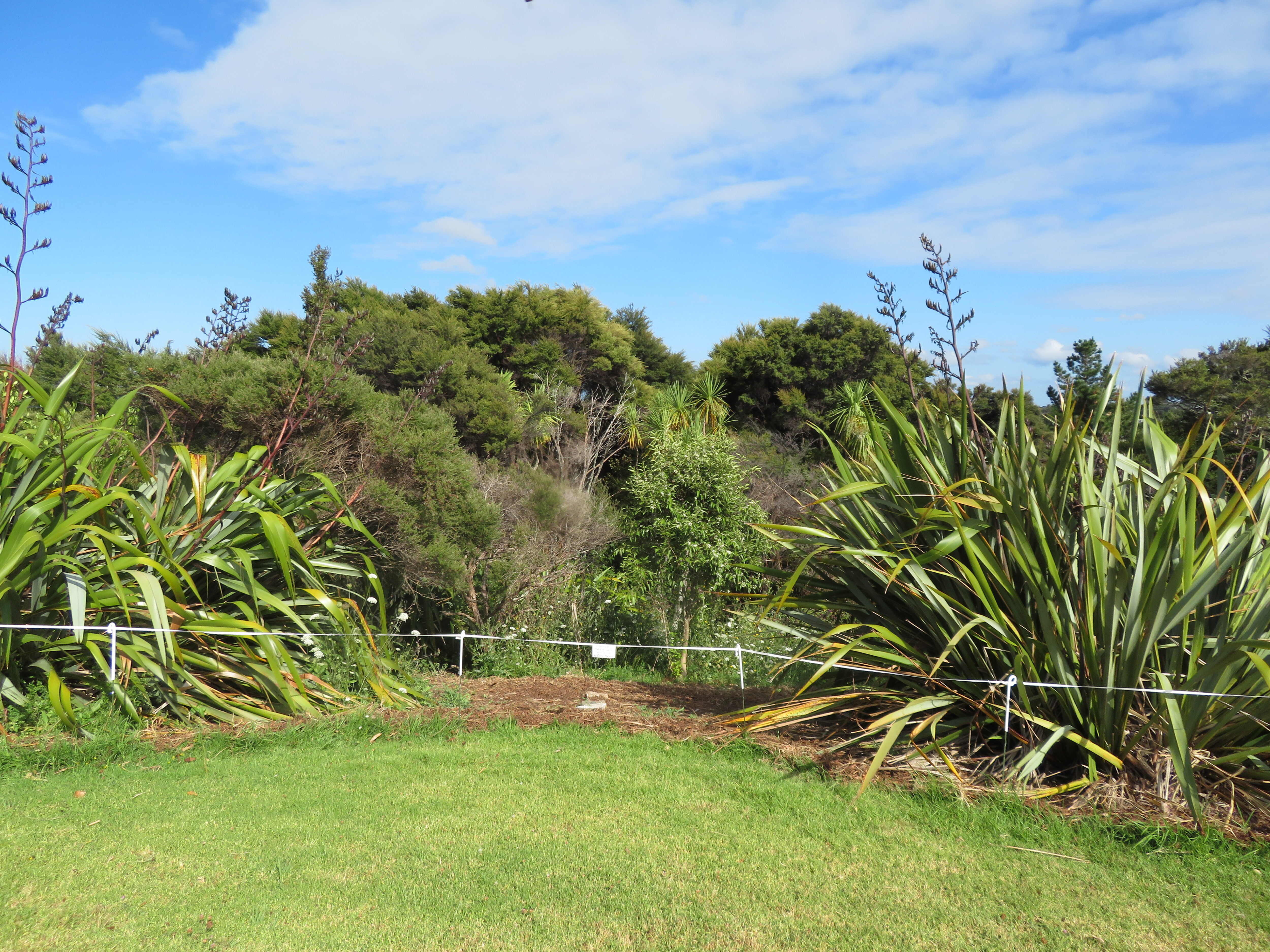 Arena kikuyu margin Feb 
2019
